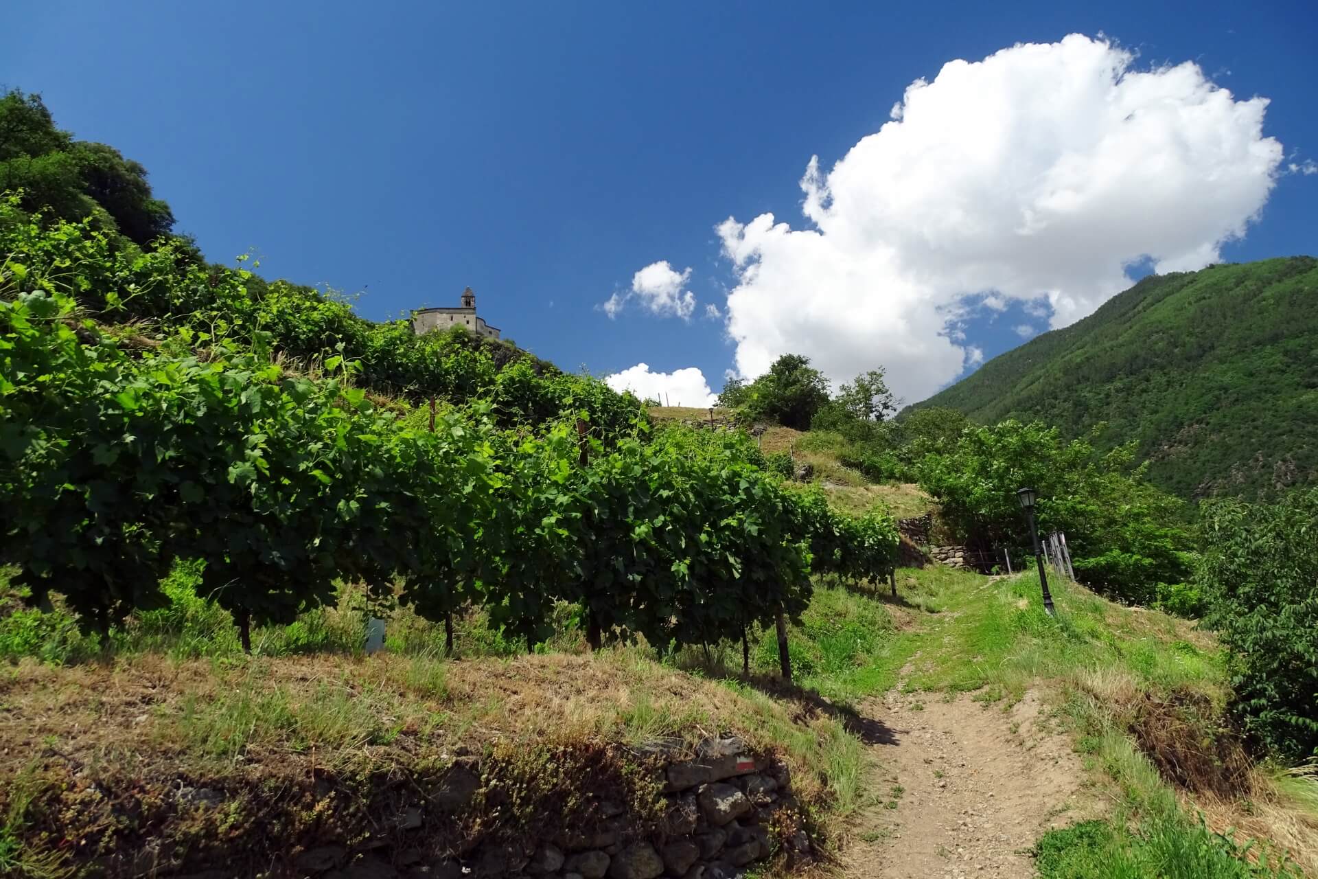 strade del vino in valtellina