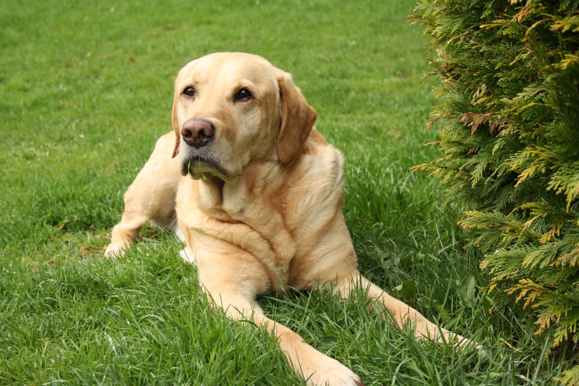 <h3>La Fiorida is pet friendly</h3>